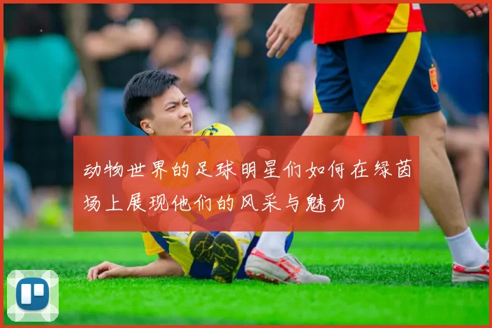 动物世界的足球明星们如何在绿茵场上展现他们的风采与魅力